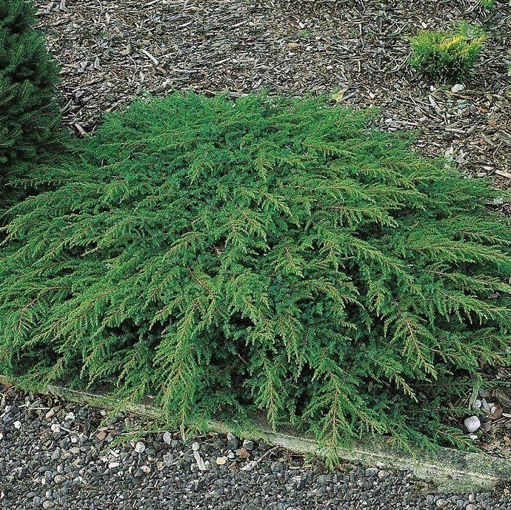 Можжевельник обыкновенный "Грин Карпет" (Juniperus communis "Green Carpet")