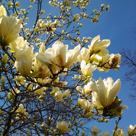 Магнолия гибридная "Еллоу Лантерн" (Magnolia hybrida "Yellow Lantern")