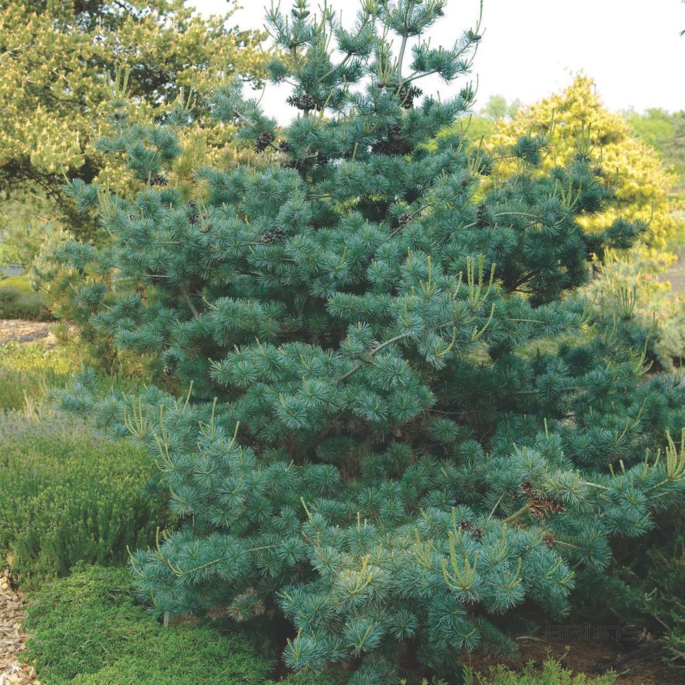 Сосна мелкоцветковая "Глаука" (Pinus parviflora "Glauca")