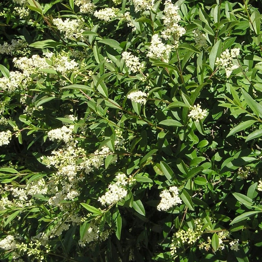 Бирючина обыкновенная (Ligustrum vulgare)