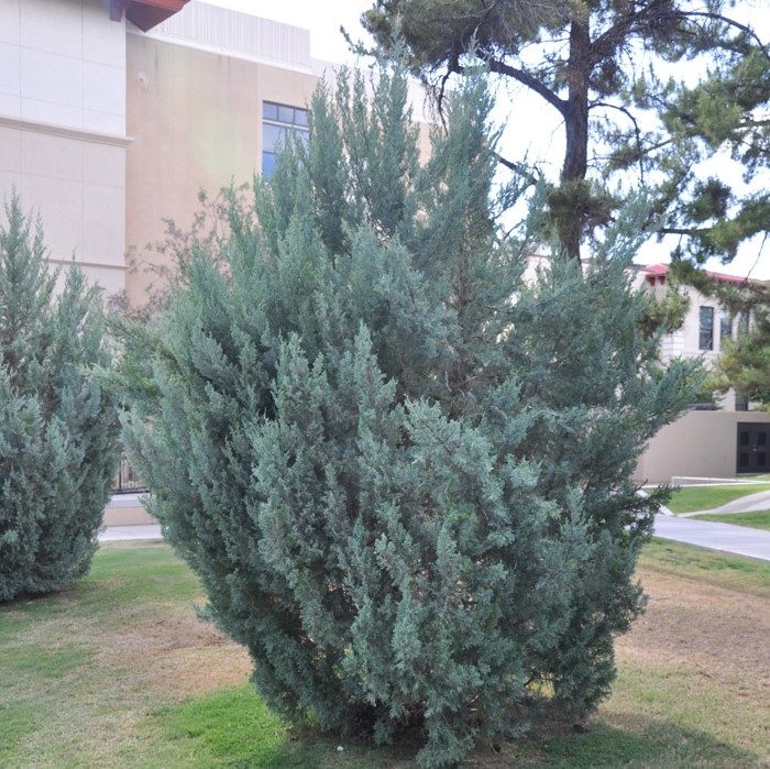 Можжевельник скальный "Блю Хевен" (Juniperus scopulorum "Blue Heaven")