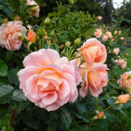 Роза флорибунда "Гейша" (Rosa Floribunda "Geisha")