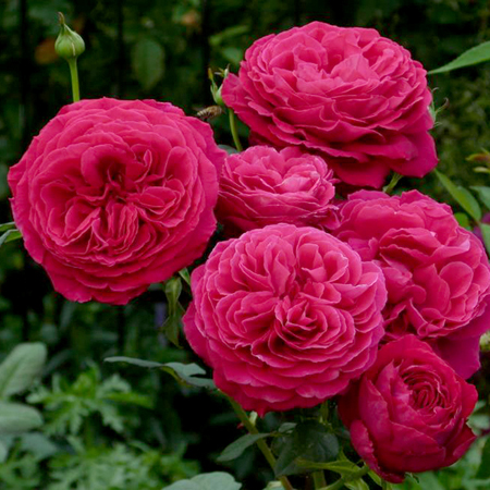 Роза чайно-гибридная "Госпел" (Rosa Hybrid Tea "Gospel"))
