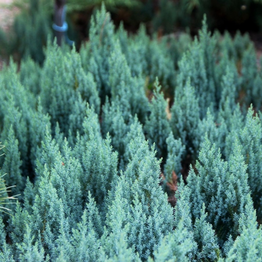 Можжевельник горизонтальный "Блю Форест" (Juniperus horizontalis "Blue Forest")