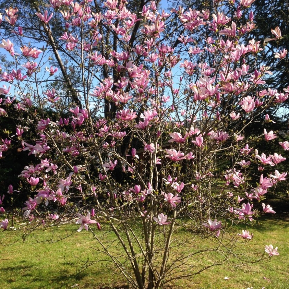 Магнолия гибридная "Бетти" (Magnolia hibrida "Betty")