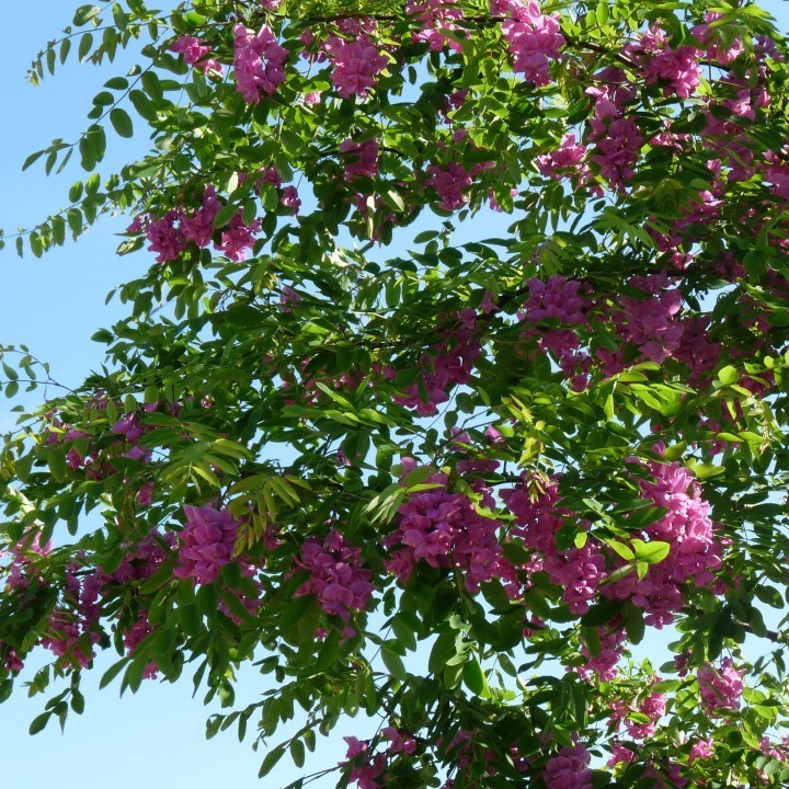 Робиния Маргариты "Пинк Каскад" (Robinia margaretta "Pink Cascade")
