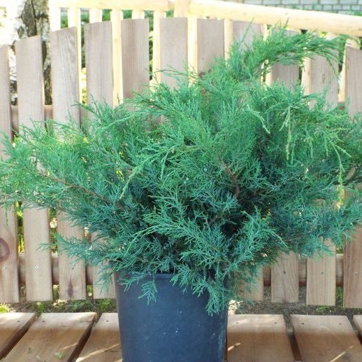 Можжевельник Пфитцериана "Глаука" (Juniperus Pfitzeriana "Glauca")