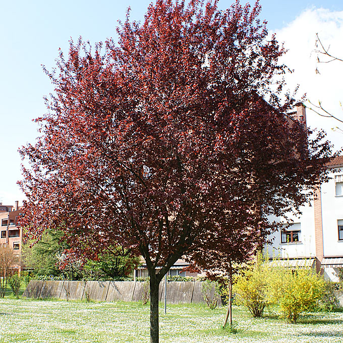 Слива растопыренная "Писсарди" (Prunus cerasifera "Pissardii")