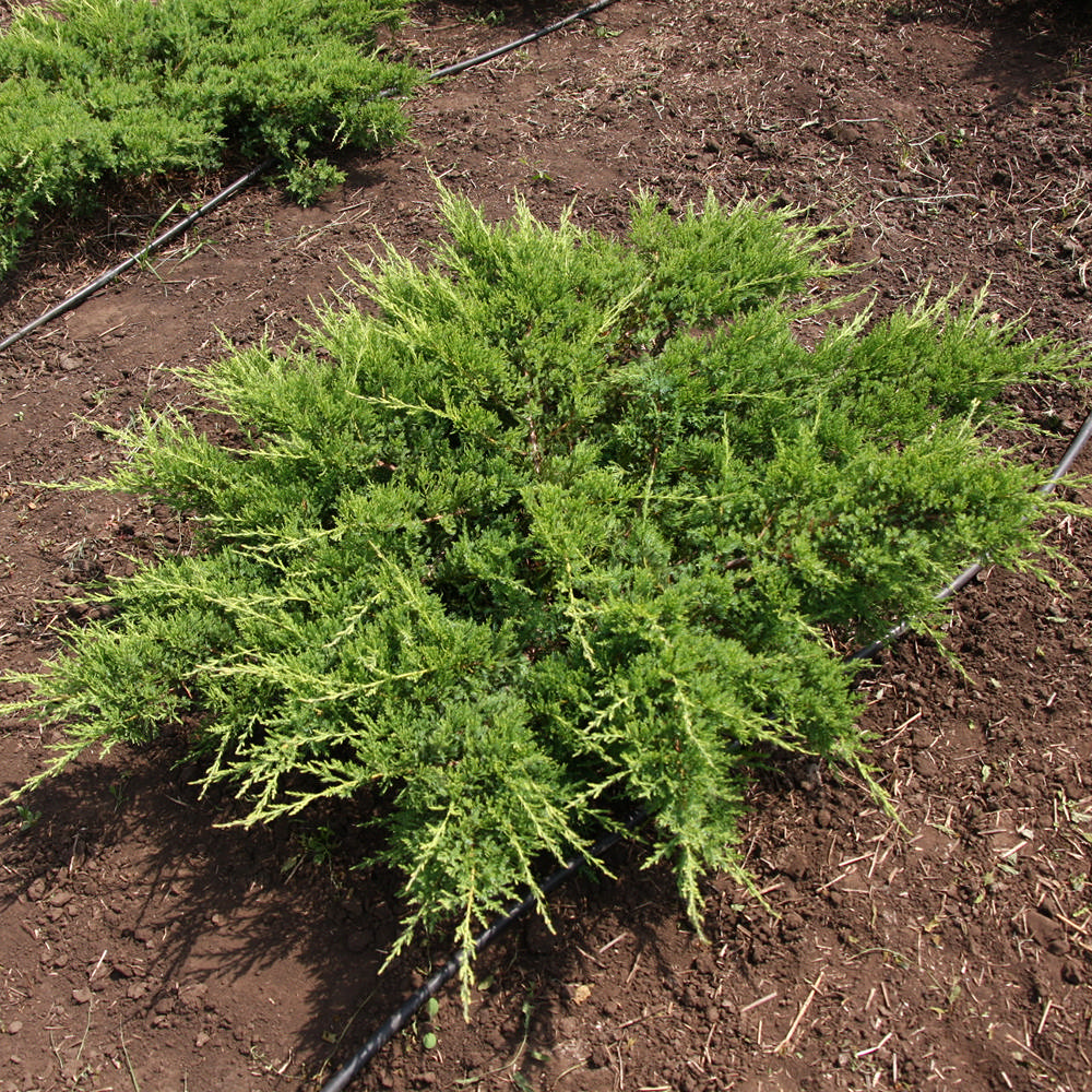 Можжевельник казацкий "Рокери Джем" (Juniperus sabina "Rockery Gem")