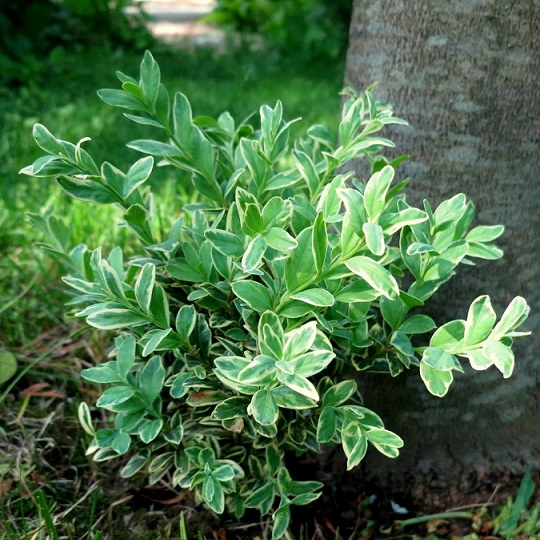 Самшит вечнозеленый "Элегантиссима" (Buxus sempervirens "Elegantissima")