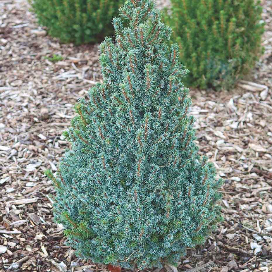 Ель канадская "Сандерс Блю" (Picea glauca "Sanders Blue")