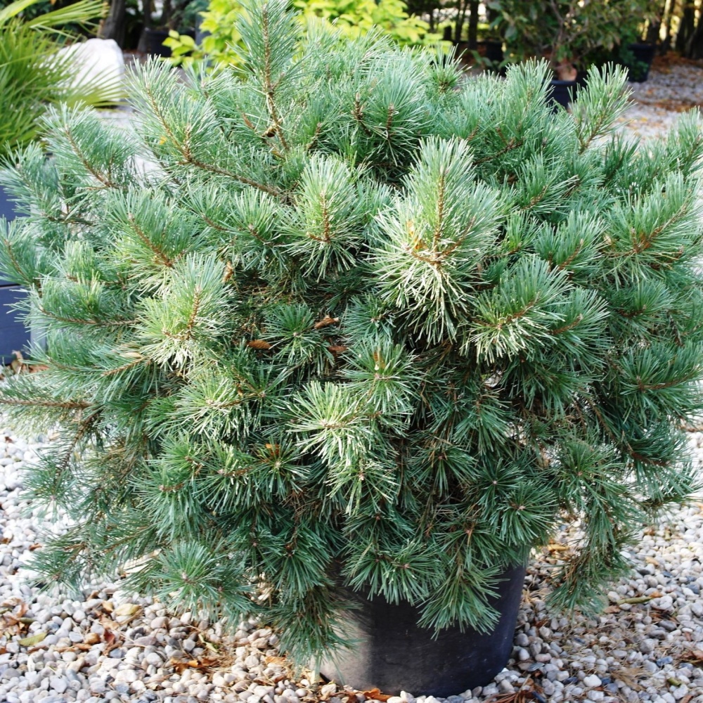 Сосна обыкновенная "Нана" (Pinus sylvestris "Nana")