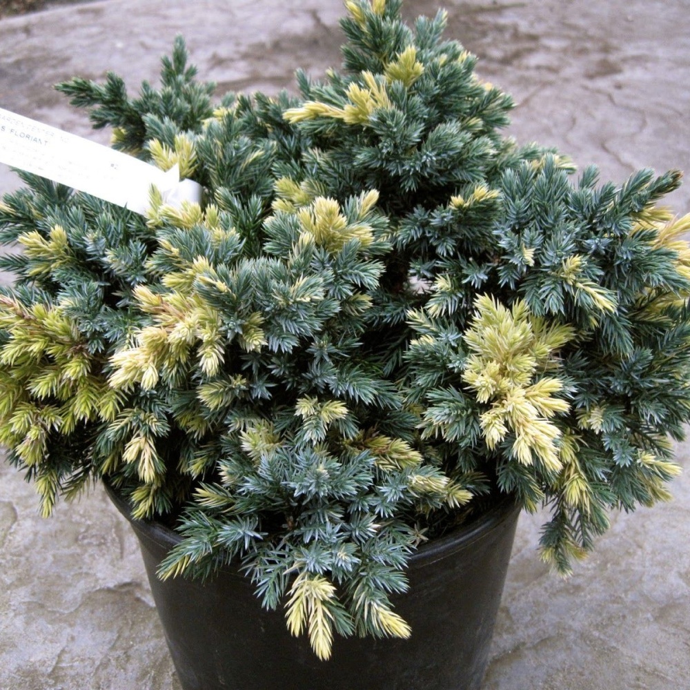 Можжевельник чешуйчатый "Флореант" (Juniperus squamata "Floreant")