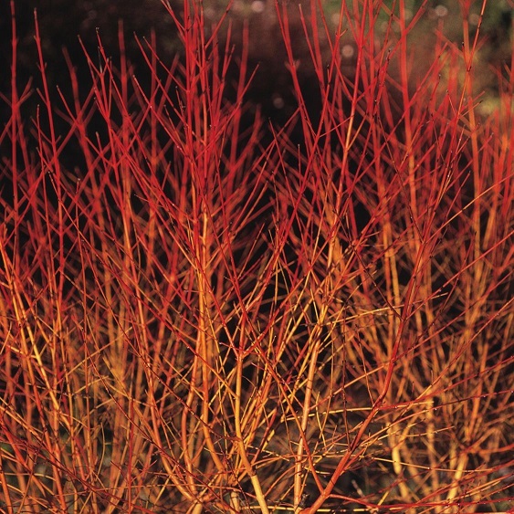 Дерен кроваво-красный "Мидвинтер Файер" (Cornus sanguinea "Midwinter Fire")