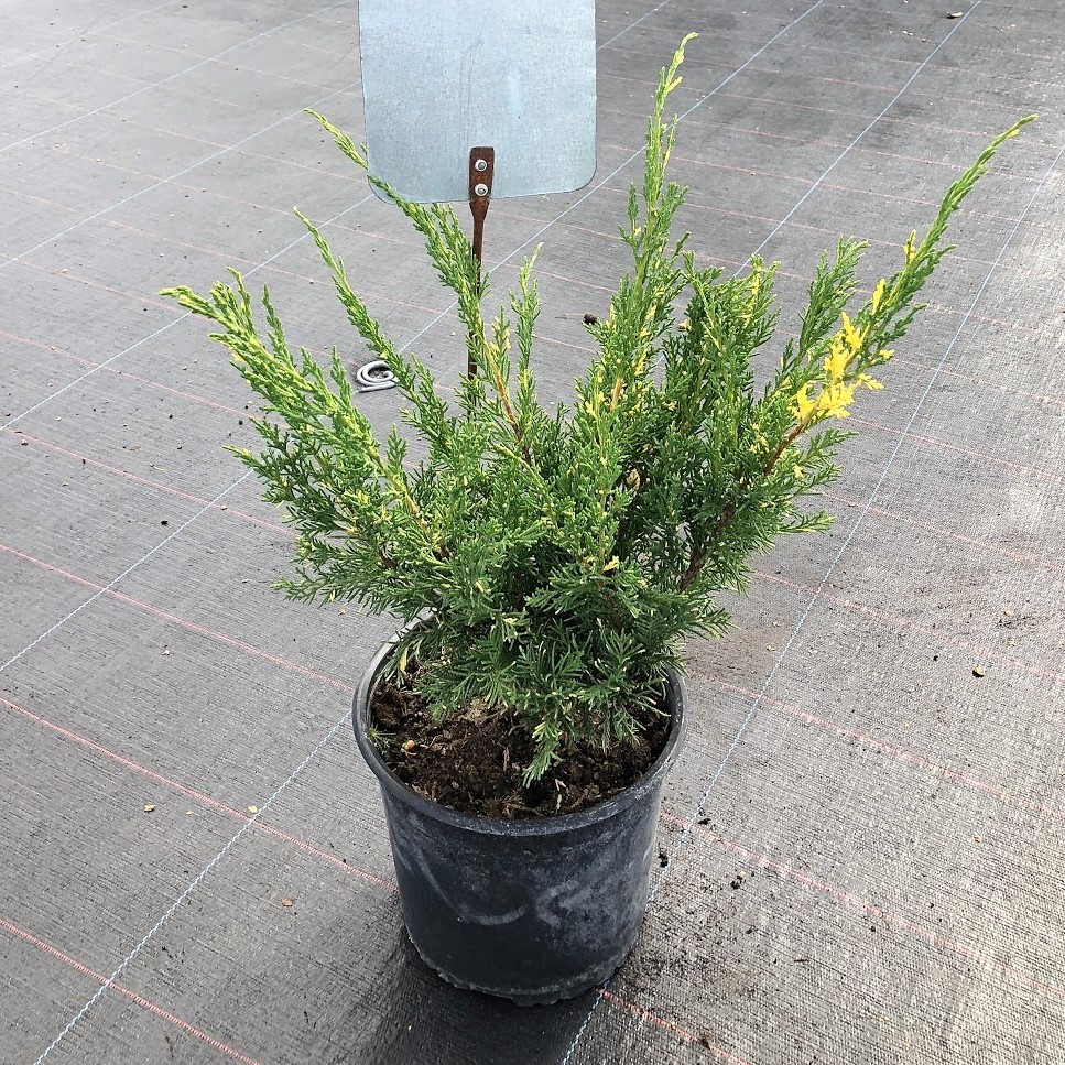 Можжевельник китайский "Блаув Вариегата" (Juniperus chinensis "Blaauw Variegata")