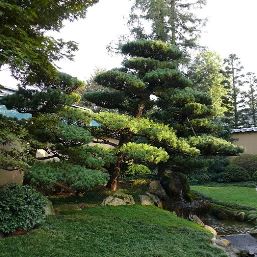 Сосна европейская ф. бонсай (Pinus Sylvestris)