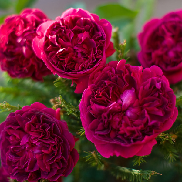 Роза чайно-гибридная "Вильям Шекспир" (Rosa Hybrid Tea "William Shakespeare"))
