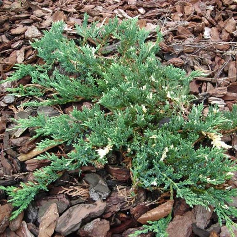 Можжевельник горизонтальный "Вилла Мария" (Juniperus horizontalis "Villa Marie")
