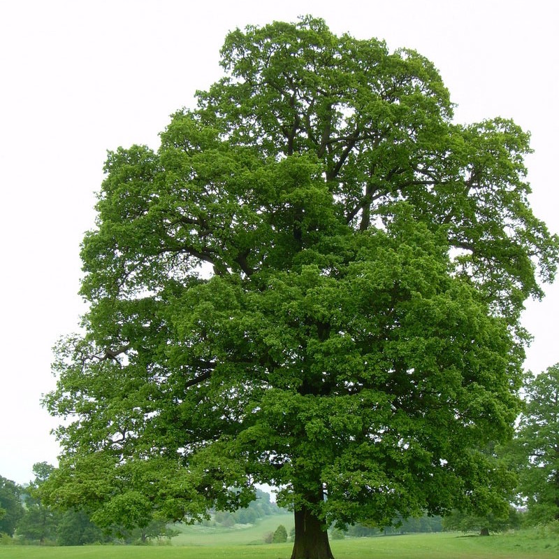 Дуб черешчатый (Quercus robur)