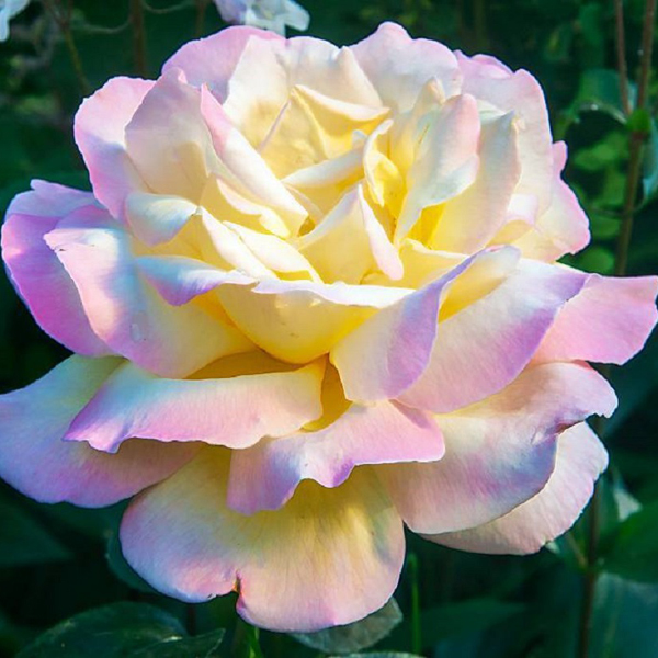 Роза чайно-гибридная "Глория Дей" (Rosa Hybrid Tea "Gloria Dei"))