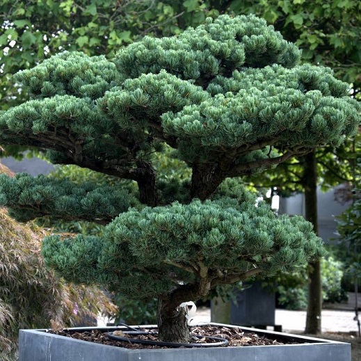 Сосна мелкоцветковая "Негиши" ф. бонсай (Pinus parviflora "Negishi")