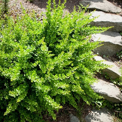 Барбарис Тунберга "Грин Карпет" (Berberis thunbergii "Green Carpet")