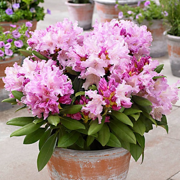 Рододендрон якушиманский "Каролина Альбрук" (Rhododendron yakushimanum "Caroline Allbrook")