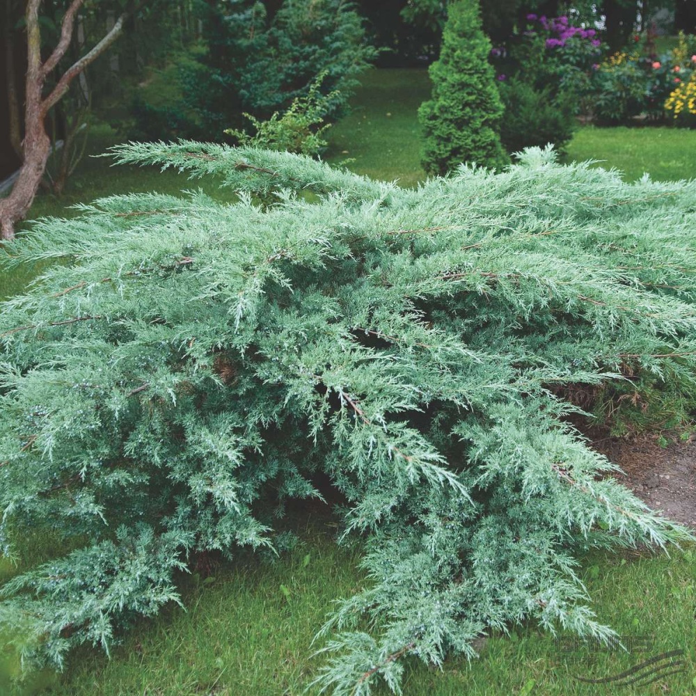 Можжевельник виргинский "Грей Оул" (Juniperus virginiana "Grey Owl")