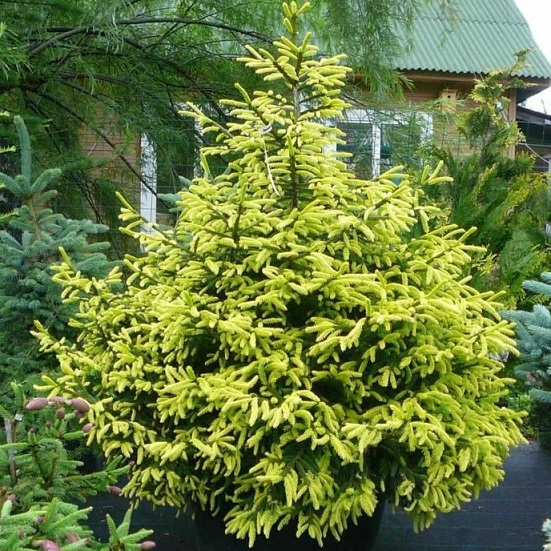 Ель восточная "Ауреа" (Picea orientalis "Aurea")