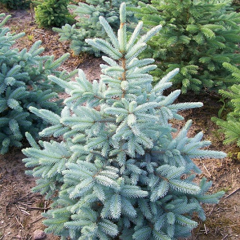 Ель колючая "Кейбаб" (Picea pungens "Kaibab")
