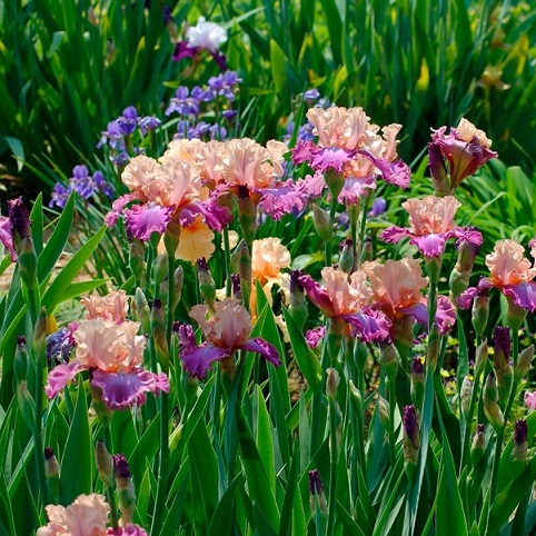 Ирис садовый (Iris hybrida)
