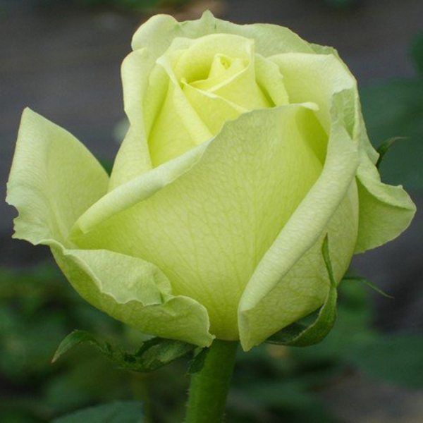Роза чайно-гибридная "Амандина" (Rosa Hybrid Tea "Amandine")