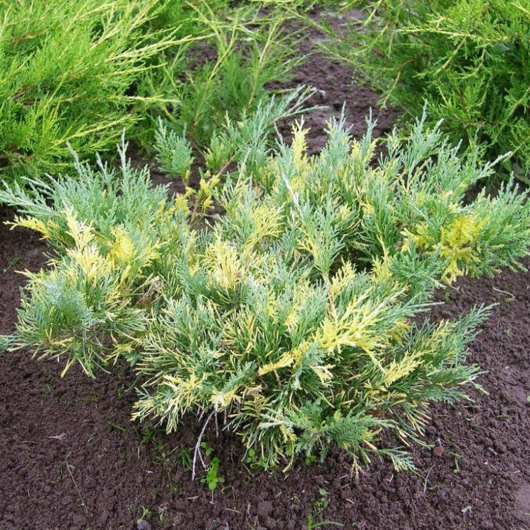 Можжевельник средний "Блю энд Голд" (Juniperus media "Blue And Gold")