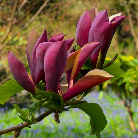 Магнолия бруклинская "Блэк Бьюти" (Magnolia brooklynensis "Black Beauty")