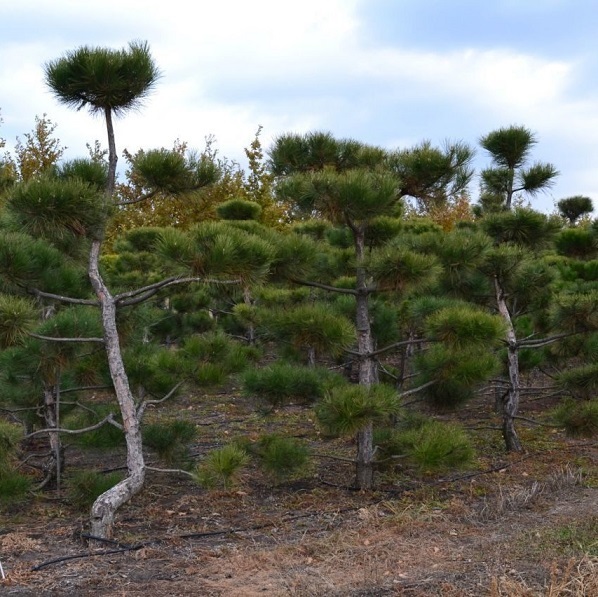 Сосна черная ф. бонсай (Pinus nigra)