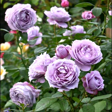 Роза флорибунда "Новалис" (Rosa Floribunda "Novalis")