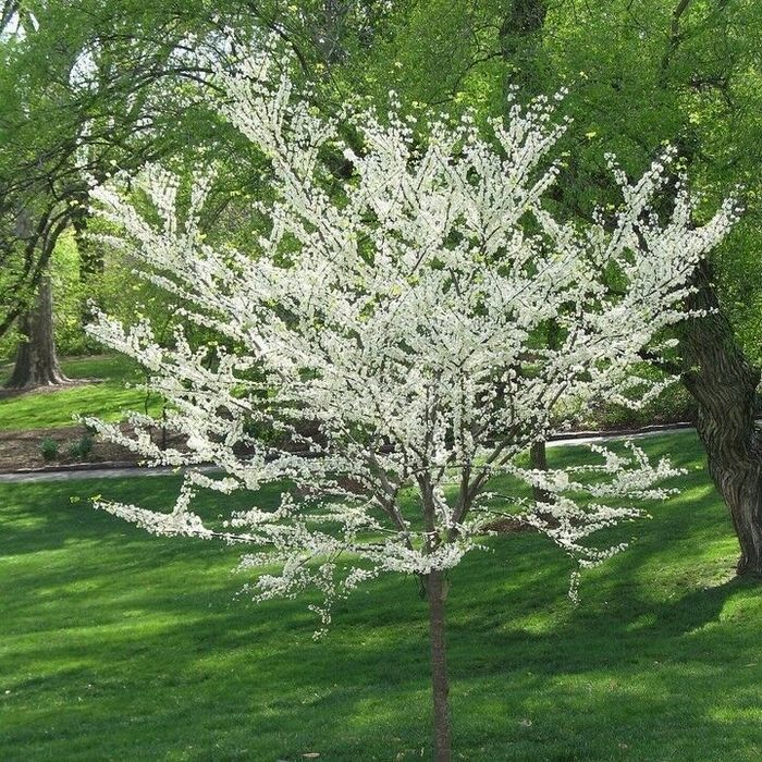 Церцис канадский "Роял Вайт" (Cercis canadensis "Royal White")