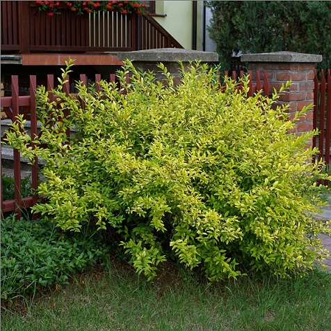 Бирючина обыкновенная "Ауреа" (Ligustrum vulgare "Аurea")