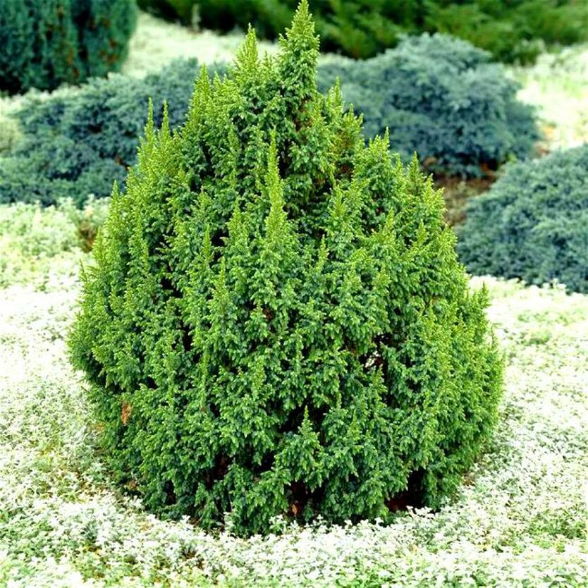 Можжевельник чешуйчатый "Лодери" (Juniperus pingii "Loderi")