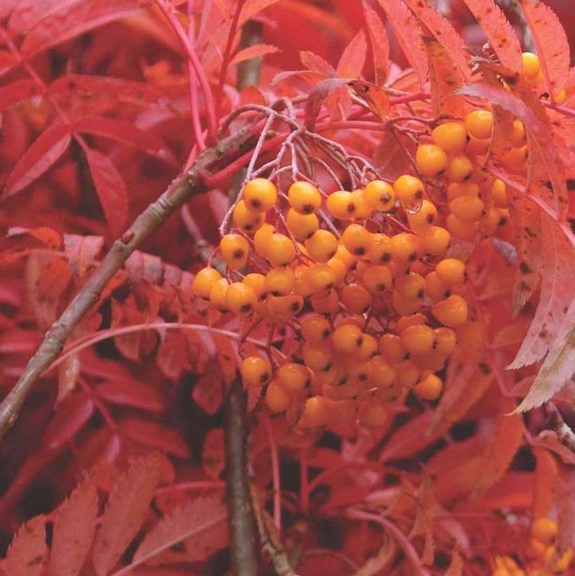 Рябина обыкновенная "Отом Спайр" (Sorbus aucuparia "Autumn Spire")