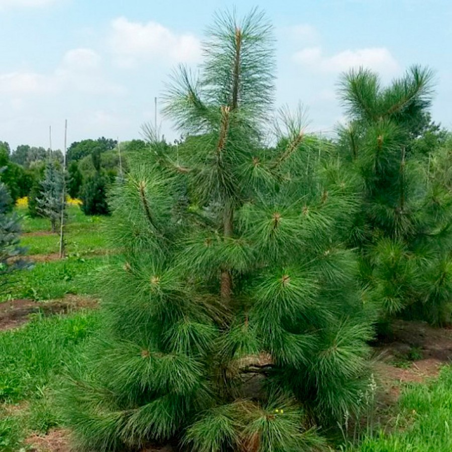 Сосна орегонская (Pinus Рonderosa)