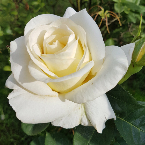 Роза чайно-гибридная "Бьянка" (Rosa Hybrid Tea "Bianca")