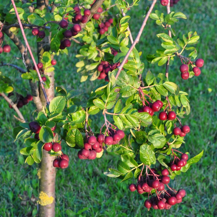 Рябина гранатная (Sorbus Granatnaya)