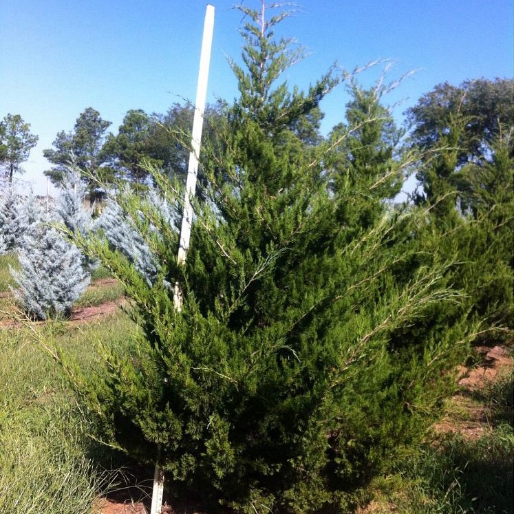 Можжевельник виргинский "Канаерти" (Juniperus virginiana "Canaertii")