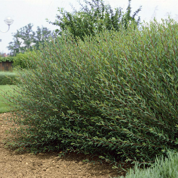 Ива пурпурная (Salix purpurea)