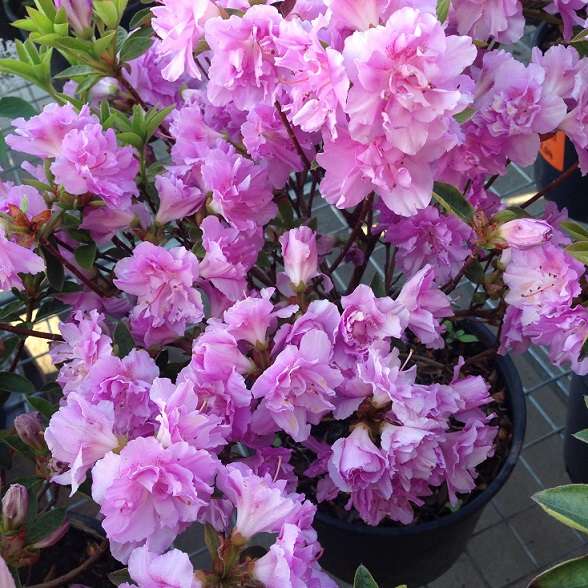 Рододендрон тупой "Элси Ли" (Rhododendron obtusum "Elsie Lee")