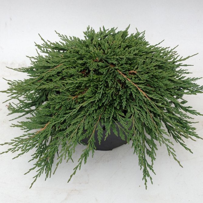 Можжевельник горизонтальный "Панкейк" (Juniperus horizontalis "Pancake")