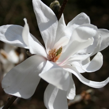 Магнолия Лебнера "Мерилл" (Magnolia loebneri "Merrill")