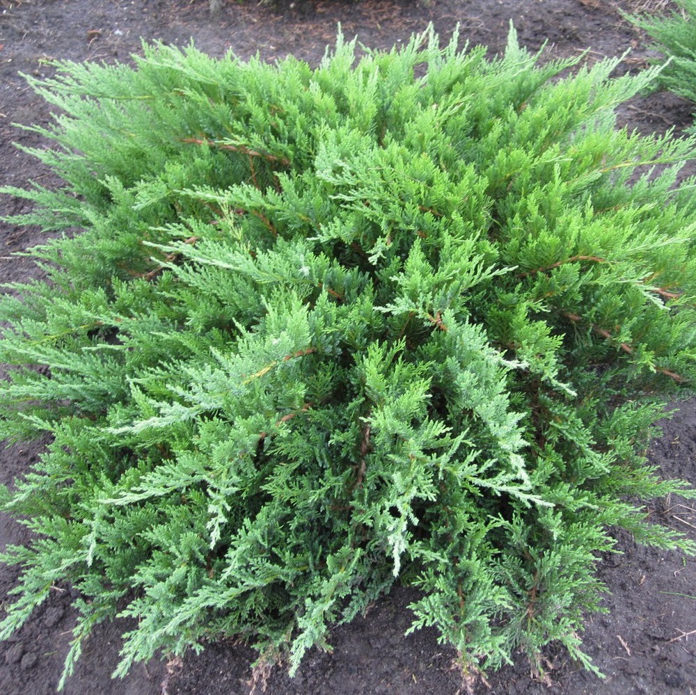Можжевельник казацкий "Тамарисцифолия" (Juniperus sabina "Tamariscifolia")