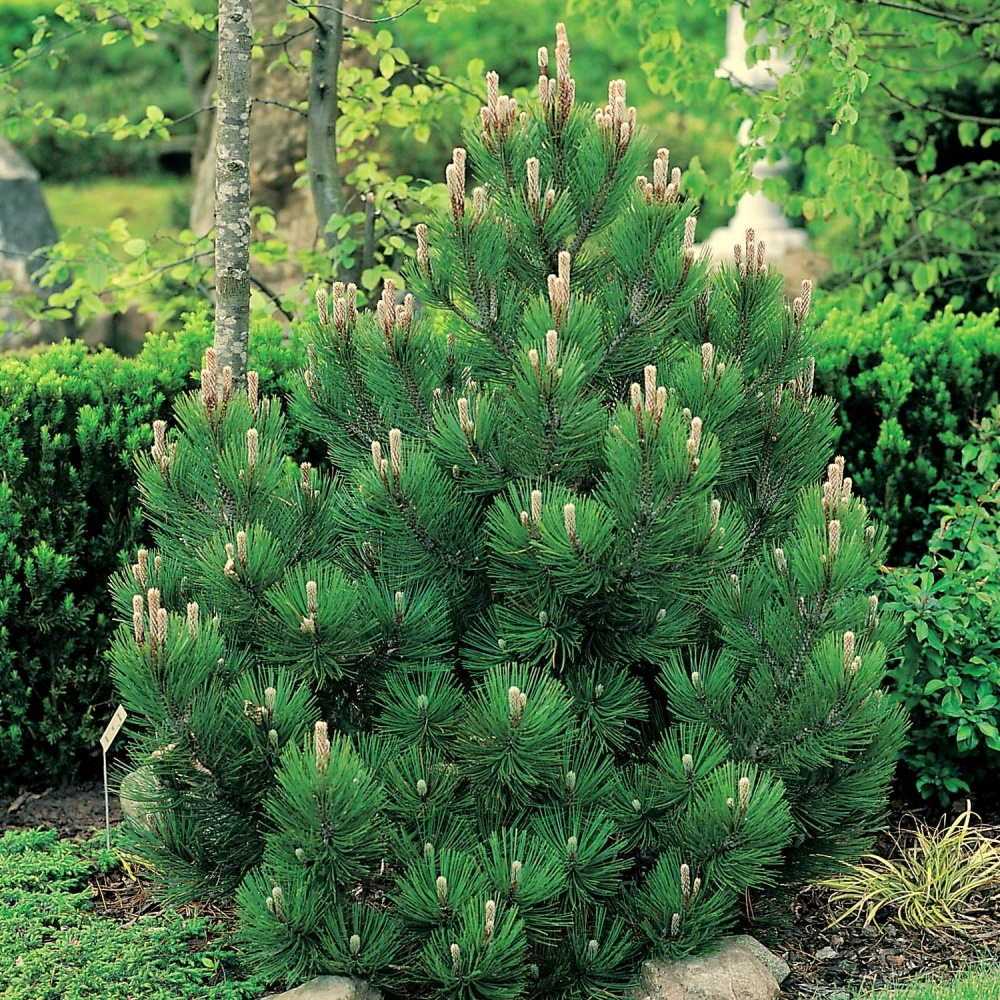 Сосна белокорая "Компакта" (Pinus leucodermis "Compacta")